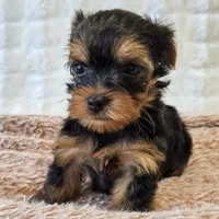 Maggie , a female Yorkshire Terrier for sale in Donna, TX – 4 of 10