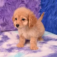 Perla , a female Cockapoo for sale in Donna, TX – 2 of 10