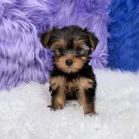 Maggie  - 7 day return guarantees, a female Yorkshire Terrier for sale in Donna, TX – 10 of 10