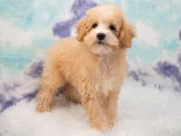 Leo, a male Miniature Goldendoodle for sale in Donna, TX – 5 of 7