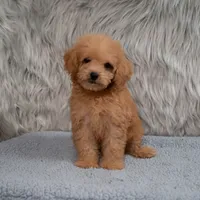 Lily  Micro-Mini, a female Miniature Goldendoodle for sale in Donna, TX – 5 of 6