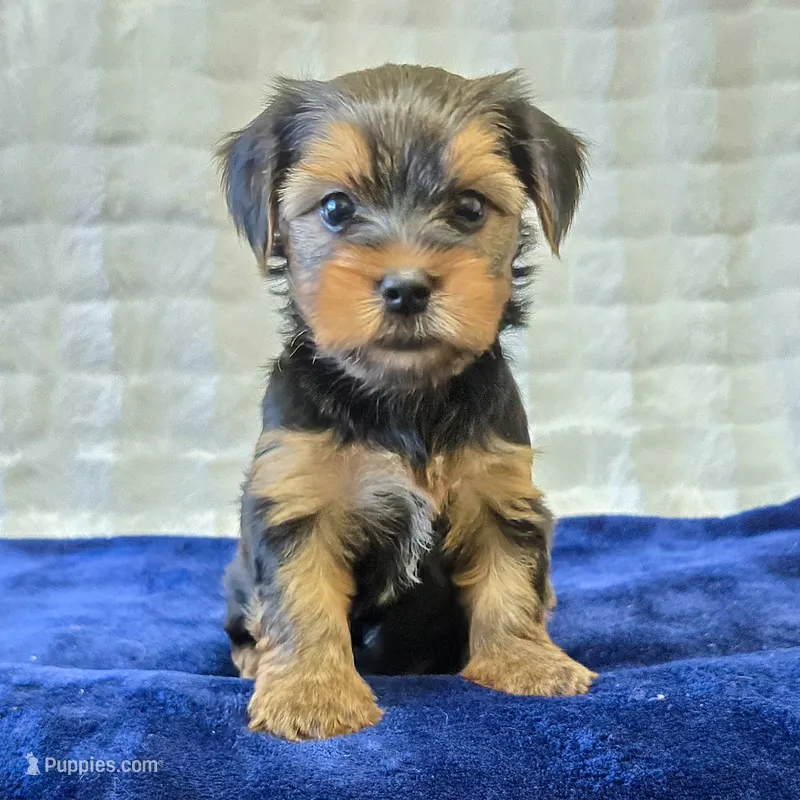 John  – Yorkshire Terrier puppy for sale in Donna, TX