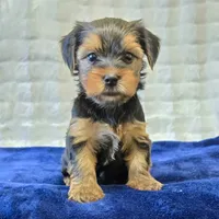 John , a male Yorkshire Terrier for sale in Donna, TX – 1 of 10