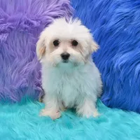 Becky , a female Maltipoo for sale in Donna, TX – 8 of 8