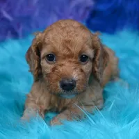 Minnie , a female Cockapoo for sale in Donna, TX – 5 of 8