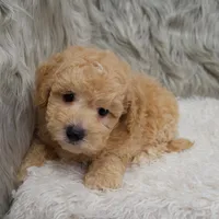 Cooper , a male Poochon for sale in Donna, TX – Photo 7 of 8