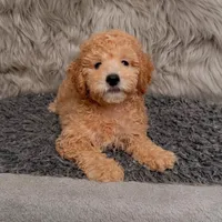Cooper , a male Bichpoo for sale in Donna, TX – Photo 5 of 8