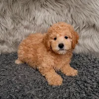 Cooper , a male Bichpoo for sale in Donna, TX – Photo 2 of 8
