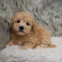 Cooper , a male Poochon for sale in Donna, TX – Photo 6 of 8