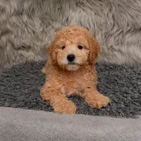 Cooper , a male Bichpoo for sale in Donna, TX – Photo 1 of 8