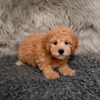 Cooper , a male Bichpoo for sale in Donna, TX – Photo 6 of 8