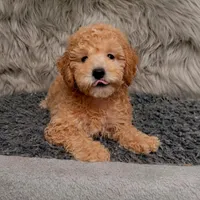 Cooper , a male Bichpoo for sale in Donna, TX – Photo 3 of 8