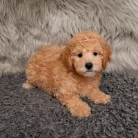 Cooper , a male Bichpoo for sale in Donna, TX – Photo 7 of 8