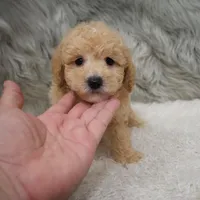Cooper , a male Poochon for sale in Donna, TX – Photo 1 of 8