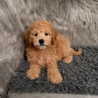 Cooper , a male Bichpoo for sale in Donna, TX – Photo 4 of 8