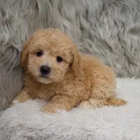 Cooper , a male Poochon for sale in Donna, TX – Photo 5 of 8