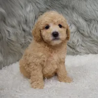 Cooper , a male Poochon for sale in Donna, TX – Photo 2 of 8