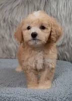 Archie  Micro-Mini, a male Miniature Goldendoodle for sale in Donna, TX – 5 of 7