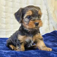 John , a male Yorkshire Terrier for sale in Donna, TX – 2 of 10