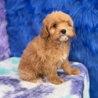 Scout , a male Cavapoo for sale in Donna, TX – 8 of 10