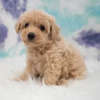 Callie , a female Maltipoo for sale in Donna, TX – 5 of 6