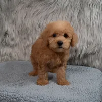 Hank Micro Mini, a male Miniature Goldendoodle for sale in Donna, TX – 2 of 6