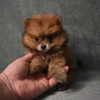 Tucker - 7 day return policy, a male Pomeranian for sale in Donna, TX – 3 of 8