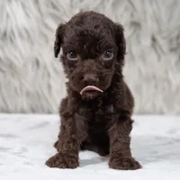 Oscar , a male Poodle - Miniature  for sale in Donna, TX – 2 of 7