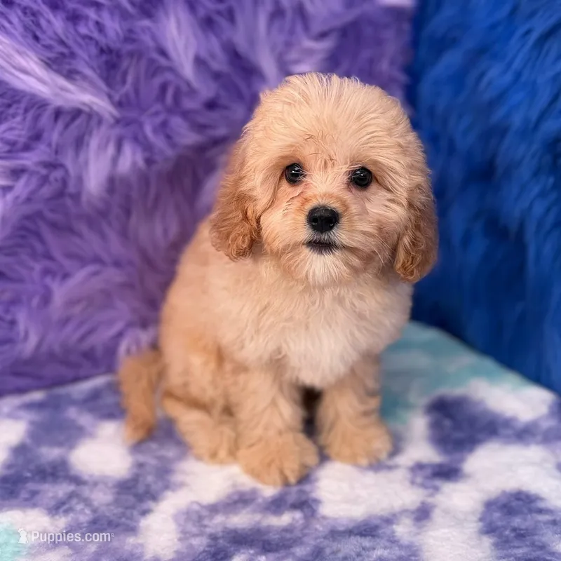 Bruno  – Cavapoo puppy for sale in Donna, TX