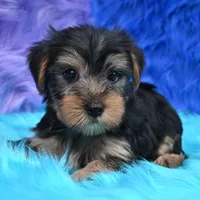 Cooper, a male Yorkshire Terrier for sale in Donna, TX – 9 of 10