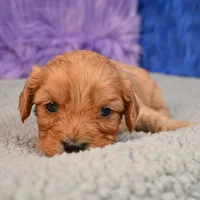 Ace - 7 day return guarantees, a male Cavapoo for sale in Donna, TX – 1 of 10