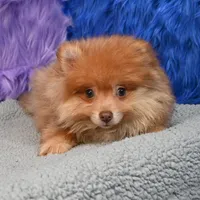 Teddy, a male Pomeranian for sale in Donna, TX – 8 of 9