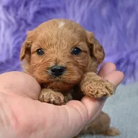 Apollo, a male Cavapoo for sale in Donna, TX – 9 of 10