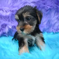 Jen , a female Yorkshire Terrier for sale in Donna, TX – 5 of 10