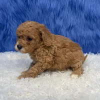 processed/f00ba38b-8c1c-4a8b-a7bd-5e2bdb4d7c39/listing/2ec682a7-ed2d-4865-b0f4-f19aeabeb399/0cced869-ade8-4701-acec-8cbb74f3e2fc