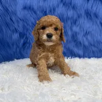 processed/f00ba38b-8c1c-4a8b-a7bd-5e2bdb4d7c39/listing/2ec682a7-ed2d-4865-b0f4-f19aeabeb399/4fee91cd-ab89-4093-8147-3d51406f4090