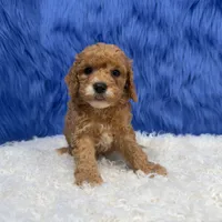 processed/f00ba38b-8c1c-4a8b-a7bd-5e2bdb4d7c39/listing/2ec682a7-ed2d-4865-b0f4-f19aeabeb399/64924e8d-8566-4ba5-869a-7f495c2787f5