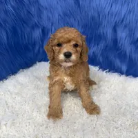 processed/f00ba38b-8c1c-4a8b-a7bd-5e2bdb4d7c39/listing/2ec682a7-ed2d-4865-b0f4-f19aeabeb399/78be84cd-bbf6-4d52-b03c-712c03a28e28