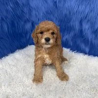 processed/f00ba38b-8c1c-4a8b-a7bd-5e2bdb4d7c39/listing/2ec682a7-ed2d-4865-b0f4-f19aeabeb399/c478dbec-9a43-471c-ac76-728a65becde0