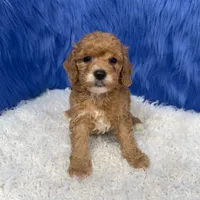 processed/f00ba38b-8c1c-4a8b-a7bd-5e2bdb4d7c39/listing/2ec682a7-ed2d-4865-b0f4-f19aeabeb399/ddbe8d54-c13f-4939-aefe-8e4aa8be8ace