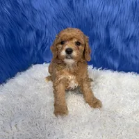 processed/f00ba38b-8c1c-4a8b-a7bd-5e2bdb4d7c39/listing/2ec682a7-ed2d-4865-b0f4-f19aeabeb399/e0caa966-a5ee-49b3-bff3-f22ca118f9b8