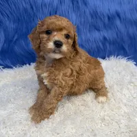 processed/f00ba38b-8c1c-4a8b-a7bd-5e2bdb4d7c39/listing/2ec682a7-ed2d-4865-b0f4-f19aeabeb399/f8926786-a6b7-41da-94d3-dfea68808fcd