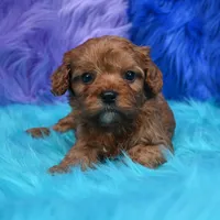 Bandit , a male Cavapoo for sale in Donna, TX – 3 of 8