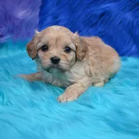 Bruno , a male Cavapoo for sale in Donna, TX – 5 of 7