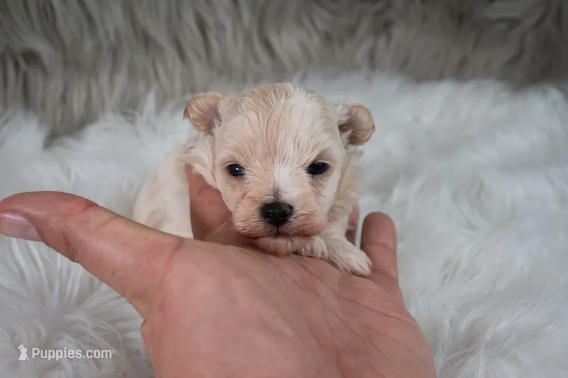Murphy  – Maltipoo puppy for sale in Donna, TX