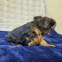 John , a male Yorkshire Terrier for sale in Donna, TX – 5 of 10