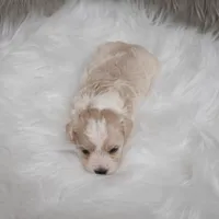 Sammy, a male Maltipoo for sale in Donna, TX – Photo 3 of 6