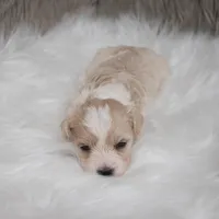 Sammy, a male Maltipoo for sale in Donna, TX – Photo 4 of 6