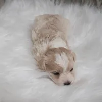 Sammy, a male Maltipoo for sale in Donna, TX – Photo 6 of 6