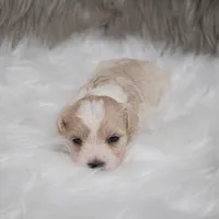 Sammy, a male Maltipoo for sale in Donna, TX – Photo 5 of 6